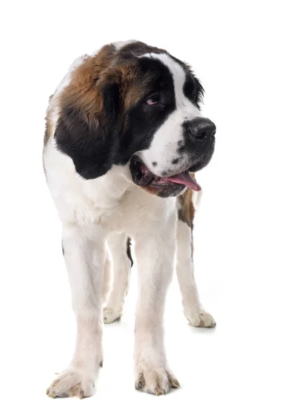 Jeune saint bernard — Photo