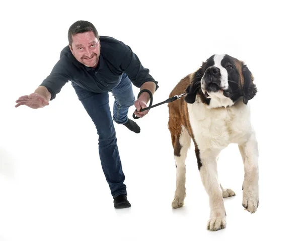 Young saint bernard and owner — Stock Photo, Image