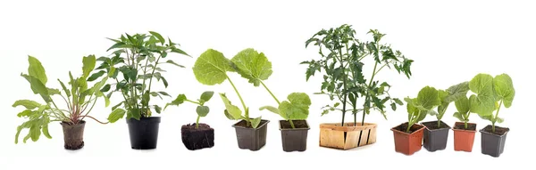 Овощные растения в студии — стоковое фото