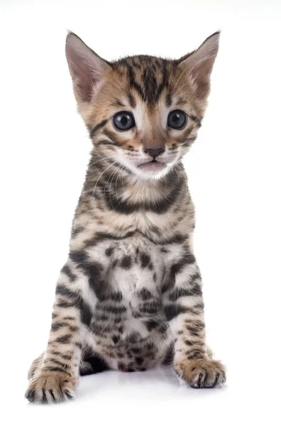 Bengal kitten w studio — Zdjęcie stockowe