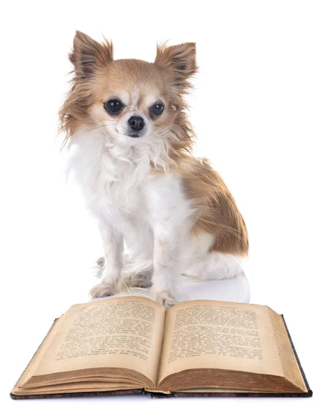 Chihuahua e libro — Foto Stock