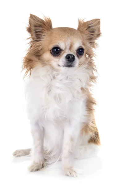 Chihuahua i studio — Stockfoto