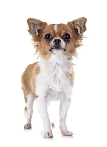 Valp chihuahua i studio — Stockfoto