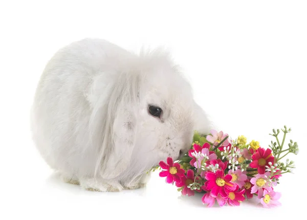 Aries rabbit in studio — Stock Photo, Image