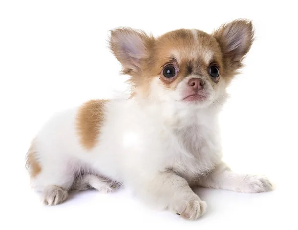 Puppy chihuahua in studio — Stock Photo, Image