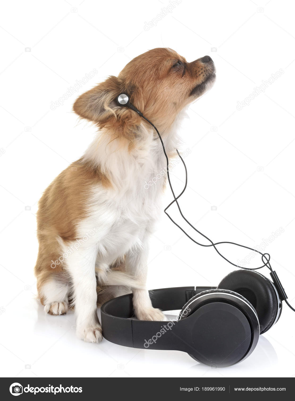 Canvas Print dog listening to purchase music