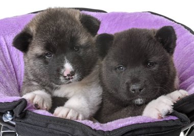 Amerikan akita köpek yavrusu