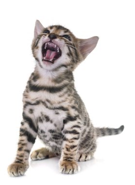 Bengal yavru kedi Studio