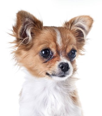 köpek chihuahua Studio