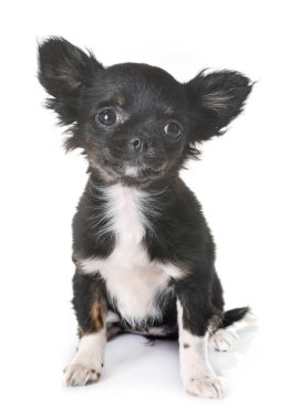köpek chihuahua Studio