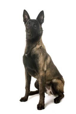 Belçika çoban malinois