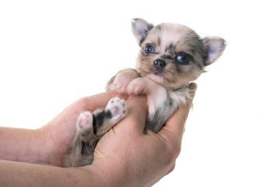 köpek chihuahua Studio