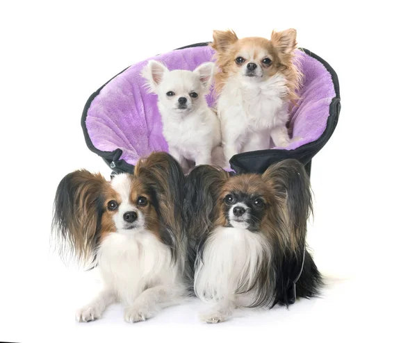 Papillon perros y chihuahua — Foto de Stock