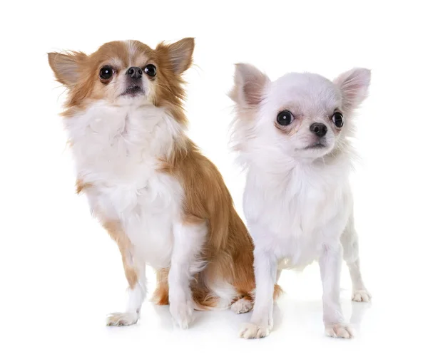 Chihuahuas em estúdio — Fotografia de Stock