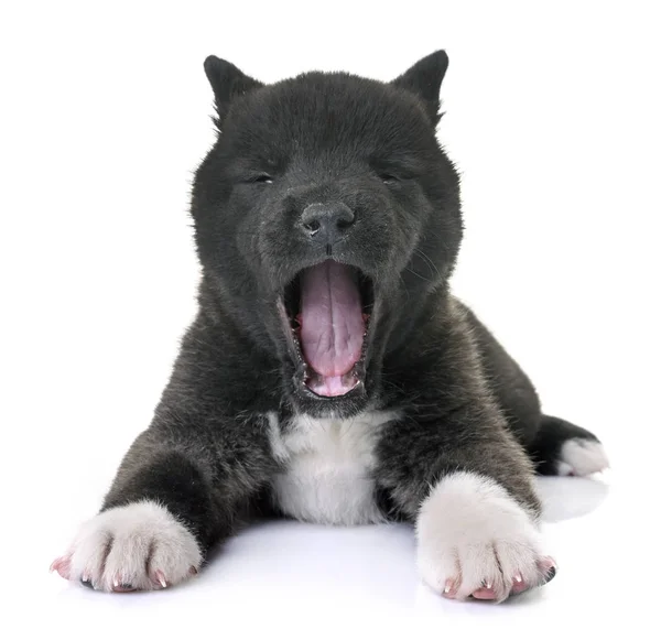 Filhote de cachorro americano akita — Fotografia de Stock