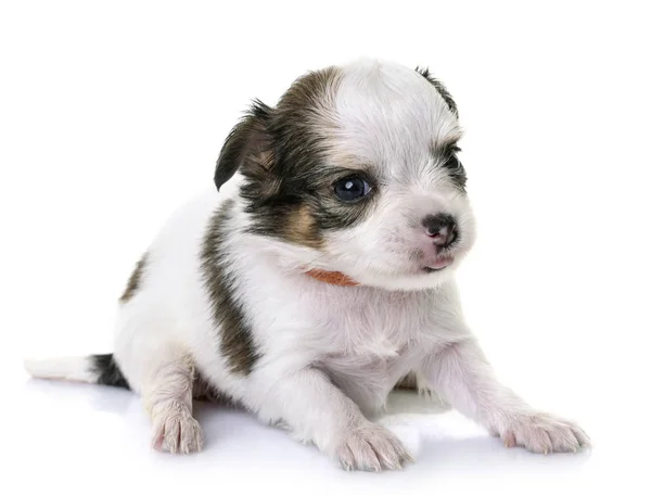 Chihuahua filhote de cachorro no estúdio — Fotografia de Stock