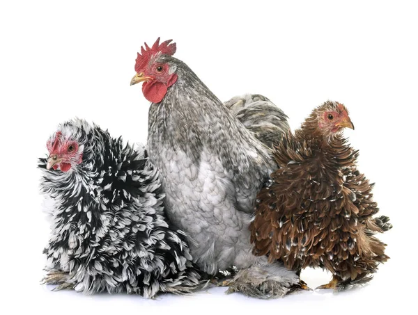 Pekin chicken in studio — Stock Photo, Image