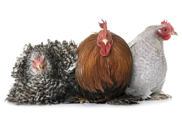 Pekin chicken in studio — Stock Photo, Image