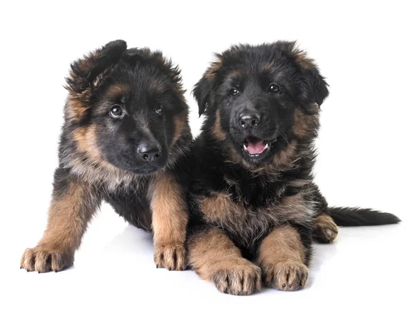 Puppies Duitse herder — Stockfoto