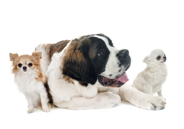 Genç saint bernard ve chihuahuas — Stok fotoğraf