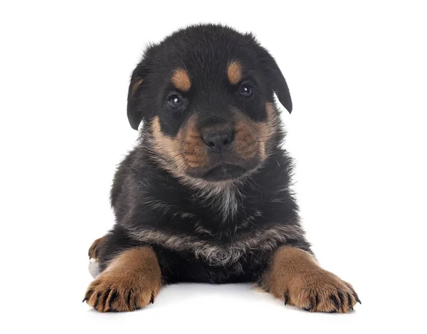 Cachorro rottweiler em estúdio — Fotografia de Stock