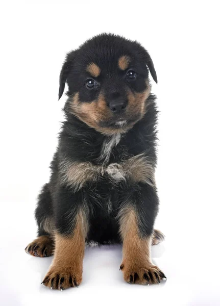 Pup rottweiler in studio — Stockfoto