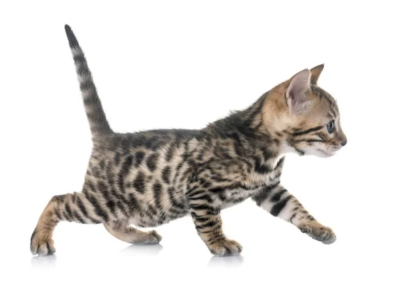 Bengal kitten in studio — Stock Photo, Image