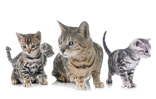 Bengal kitten im studio — Stockfoto