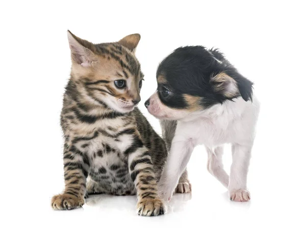 Bengáli cica és kiskutya chihuahua — Stock Fotó