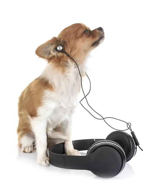 Puppy chihuahua and music — Stock Photo, Image