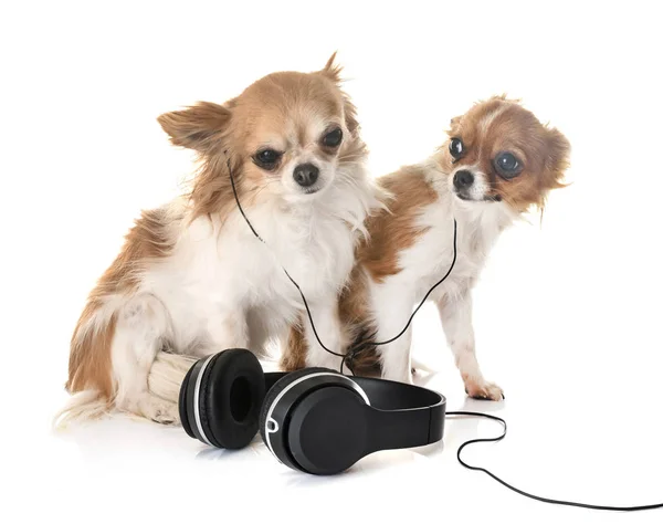 Chihuahua's en muziek — Stockfoto