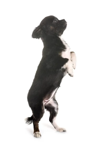 Puppy chihuahua in studio — Stockfoto