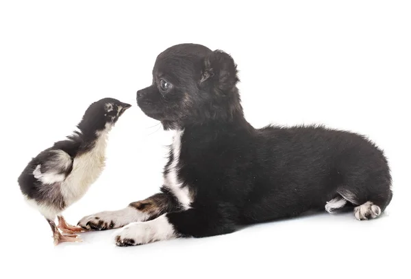 Puppy chihuahua and chick — Stock Photo, Image