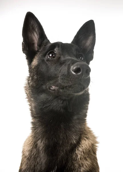 Belgian shepherd malinois — Stock Photo, Image