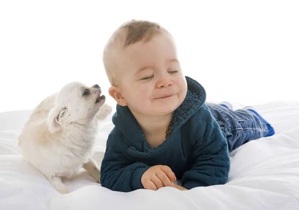 Bebê e chihuahua — Fotografia de Stock