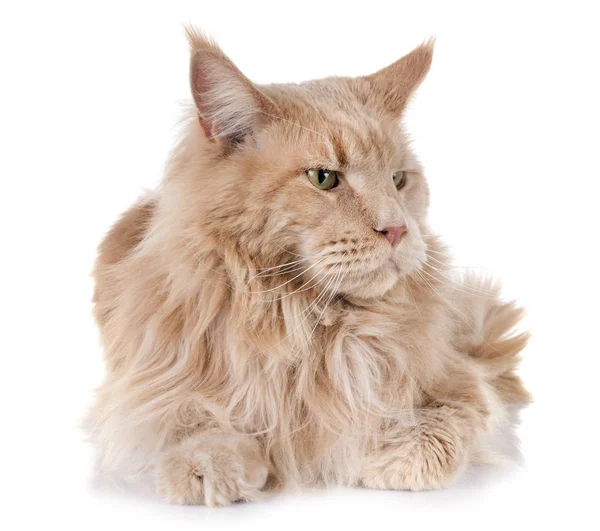 Maine-Coon-Katze — Stockfoto