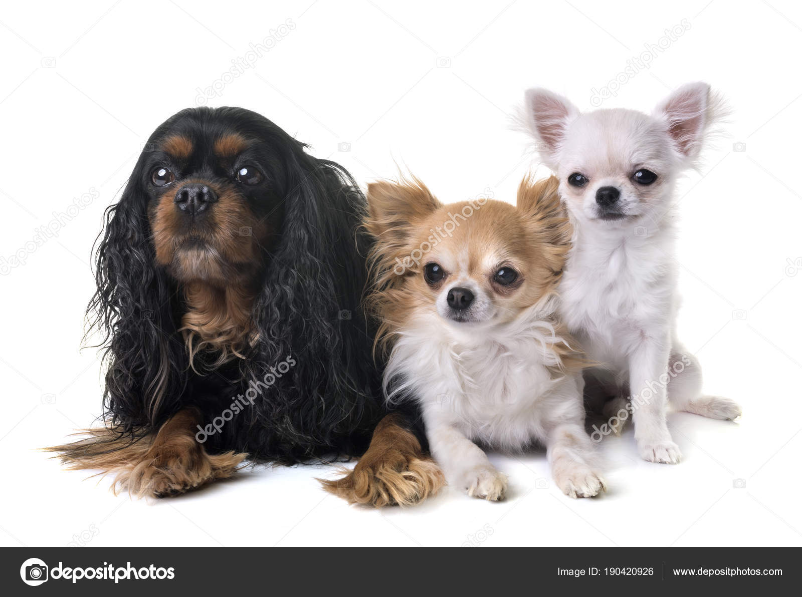 Cavalier king charles and chihuahua Stock Photo by cynoclub 190420926