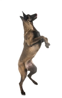 Belçika çoban malinois