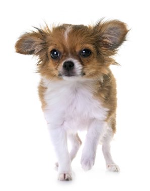 köpek chihuahua Studio