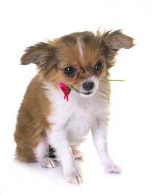 köpek chihuahua Studio