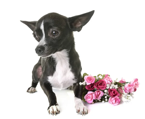 Chihuahua in studio — Foto Stock