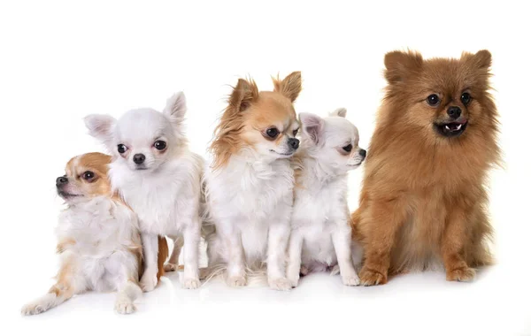 Små hundar i studio — Stockfoto