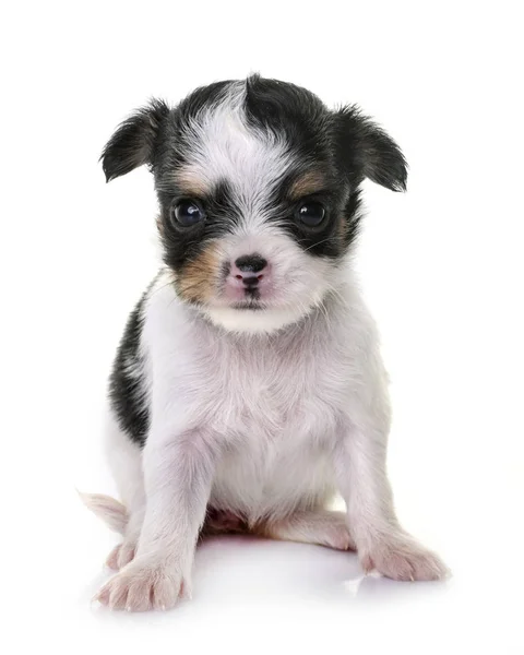 Chihuahua filhote de cachorro no estúdio — Fotografia de Stock
