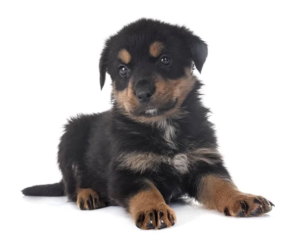 Cachorro rottweiler em estúdio — Fotografia de Stock