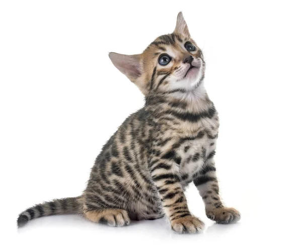 Bengal kitten in studio — Stock Photo, Image