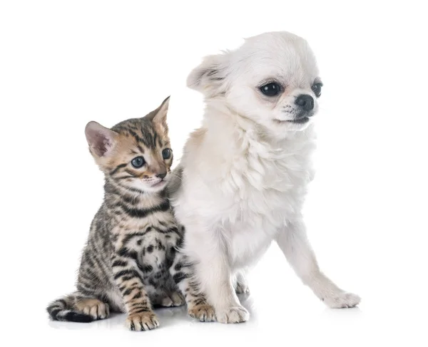 Bengaalse kitten en pup chihuahua — Stockfoto