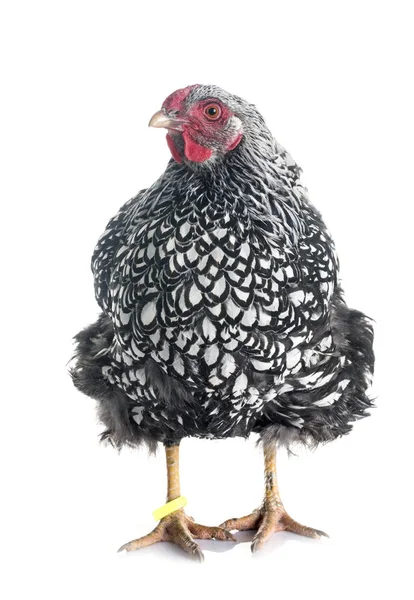 Gümüş-bağcıklı Wyandotte tavuk — Stok fotoğraf