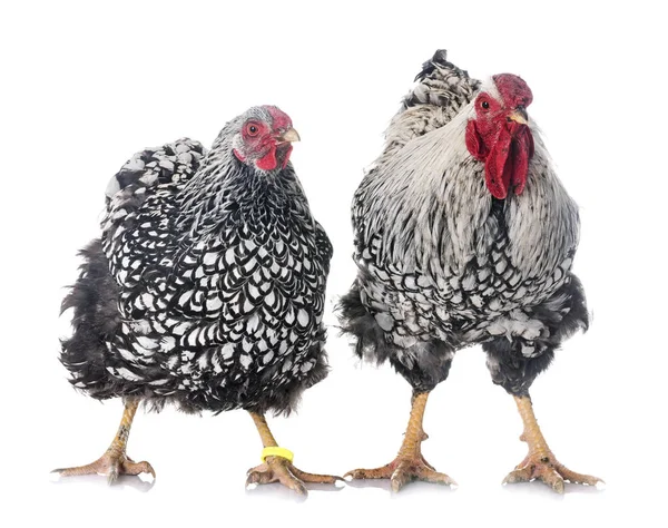 Ασημί-ραμμένη κοτόπουλο Wyandotte — Φωτογραφία Αρχείου