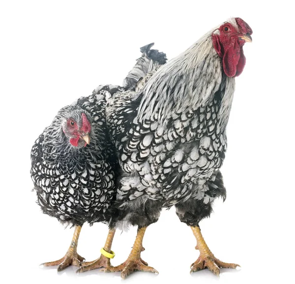 Silver-laced Wyandotte chicken — Stock Photo, Image