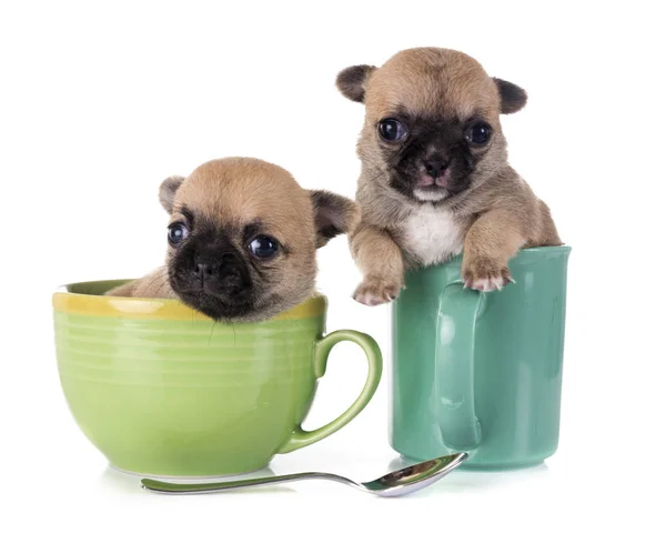 Cachorros chihuahua en estudio — Foto de Stock